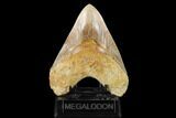 Serrated, Fossil Megalodon Tooth - West Java, Indonesia #148970-2